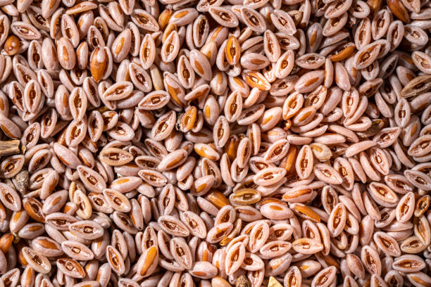 Nutritional Seeds: Another Pathway to Lasting Health – 8