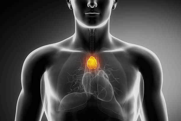 A long-overlooked immune organ may be a powerful predictor of longevity