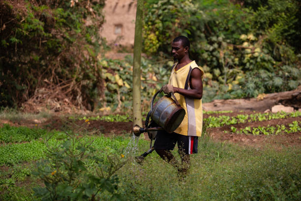 NAFDAC Cracks Down on Illegal Pesticides to Protect Food Safety